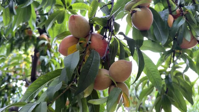 A cluster of ripe peaches (Prunus persica) glowing on a tree branch in Khyber Pakhtunkhwa.