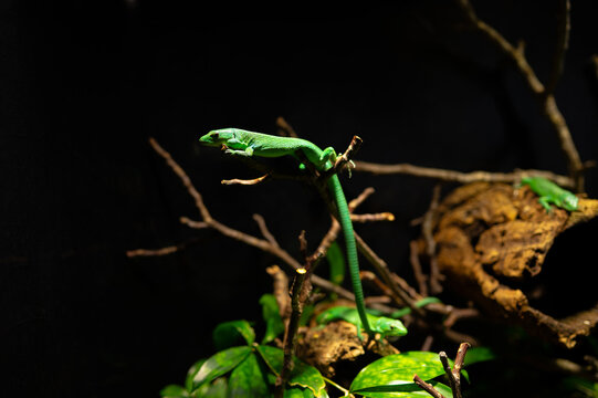 A vivid green lizard climbs and perches on thin branches above glossy leaves and driftwood against a dark background. Dramatic side lighting highlights the