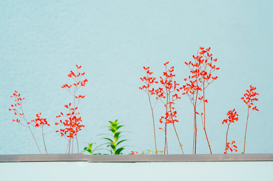Thin-stemmed red wildflowers and a few green shoots rising from a narrow ledge, set against a smooth pale blue wall. The composition emphasizes vertical lines