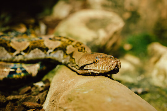 Close-up of a large brown python reclining across a smooth sunlit rock in a natural enclosure. The snake's patterned scales, triangular head, and amber eye