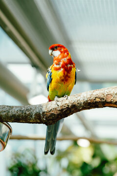 A vibrant parrot with red, yellow and blue plumage sits calmly on a textured tree branch inside a bright indoor aviary. Soft natural light filters through a