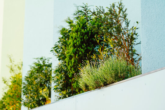 A row of balcony planters filled with mixed green shrubs and ornamental grasses mounted on a modern building facade painted in soft pastel tones. Sunlight