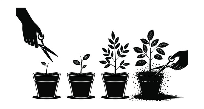 Sequence of plant growth and pruning in pots with hands holding scissors showing stages of development Keywords
