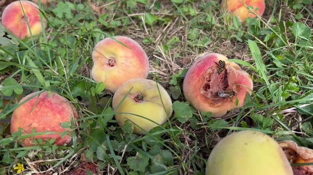 Wasp Feeding on Rotting Peaches Fallen on the Ground