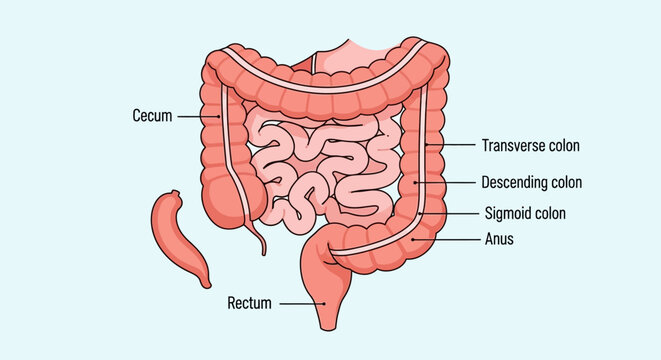 Human digestive system anatomy diagram with labeled intestinal parts.