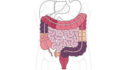 Human Intestines and Digestive System Anatomy Diagram © Dhiyak