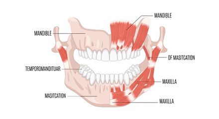 Detailed anatomical diagram of human jaw muscles and bones labeled for educational purposes on a white background. © Dhiyak