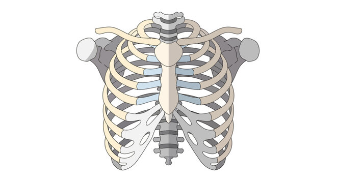 A clear illustration of the human rib cage, including the sternum and ribs.