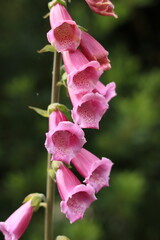 Close Up of Purple Foxglove Flower (Digitalis purpurea) © Natalie