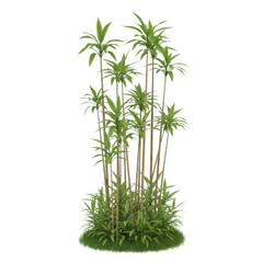 Fototapeta premium Tall dracaena marginata houseplant with slender stems and green pointed leaves growing in a dense cluster isolated on a transparent background