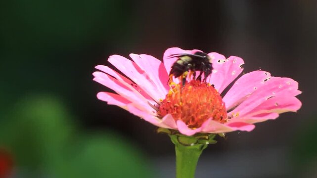 Bush Cricket and Bumblebee on Zinnia Flower