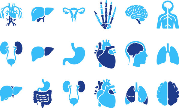 Human internal organs stylized icons set medical brain heart lungs stomach kidney liver systems.