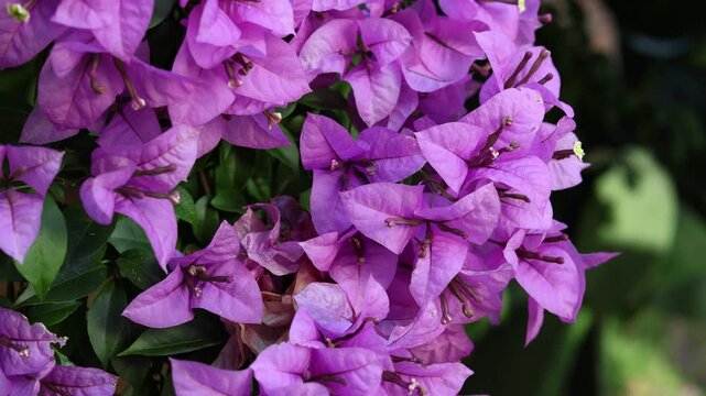 Buganbilias moradas en jard&iacute;n.