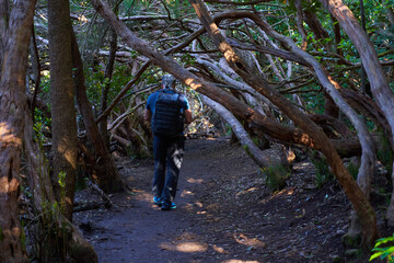 Fototapeta premium Hiker in Anaga laurisilva forest