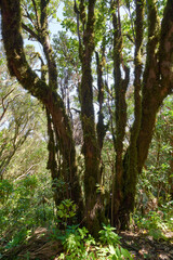 Fototapeta premium Moss-covered multi-stemmed tree Anaga