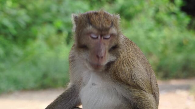 Detailed close-up of a long-tailed macaque monkey looking around in a Southeast Asian forest during a sunny afternoon, showcasing wild primate behavior and nature conservation efforts.