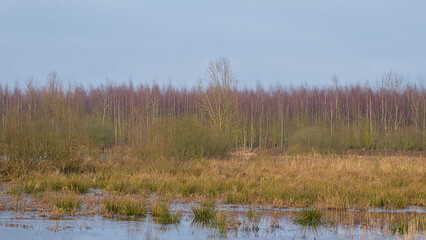 Fototapeta premium Colorful winter marsh landscape with golden reed and willow and silver birch trees in Gentbrugse meersen nature reserve, Ghent, Flanders, Belgium 