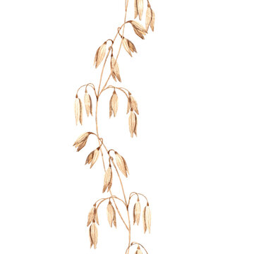 Elegant vertical seamless border with watercolor oat branches. Hand painted botanical design inspired by natural meadow plants and rustic countryside aesthetics.