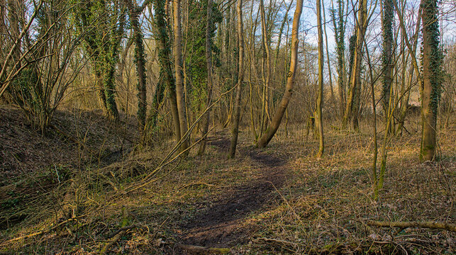Hiking trail through a sunny bare winter forest in Vinderhoutse bossen nature reserve, Flanders, Belgium 