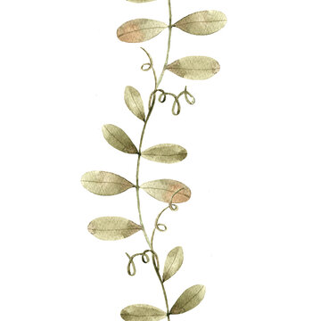 Delicate watercolor vertival border with illustration of sweet pea vine leaves with curling tendrils