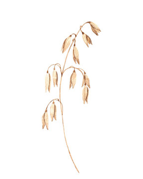 Hand painted watercolor illustration of oat branch. Natural herbarium botanical element for rustic design, textile patterns and eco-friendly compositions