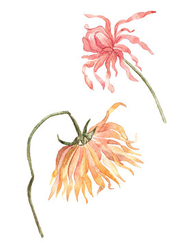 Elegant watercolor illustration of dahlia flower in soft vintage style. Hand painted botanical element isolated on white