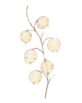 Elegant watercolor illustration of Lunaria seed pods (honesty plant). Hand painted botanical herbarium element isolated for natural floral compositions
