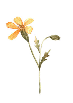 Hand painted watercolor illustration of calendula flower. Bright botanical herbarium element isolated on white
