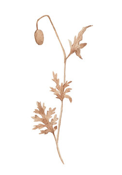 Hand painted watercolor illustration of dried poppy flower. Botanical herbarium style isolated floral element for design, decoration and natural compositions