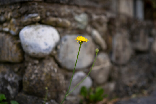 beautiful macro close-up of single blossom of a dandelion flower towards a blurred  background with a stome wall withnegative space for text