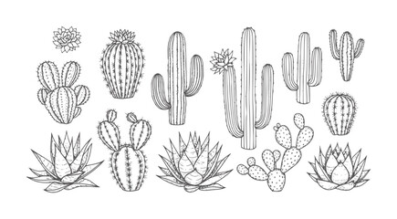 Hand Drawn Collection of Various Desert Cacti and Succulents cactus plant botanical © Md