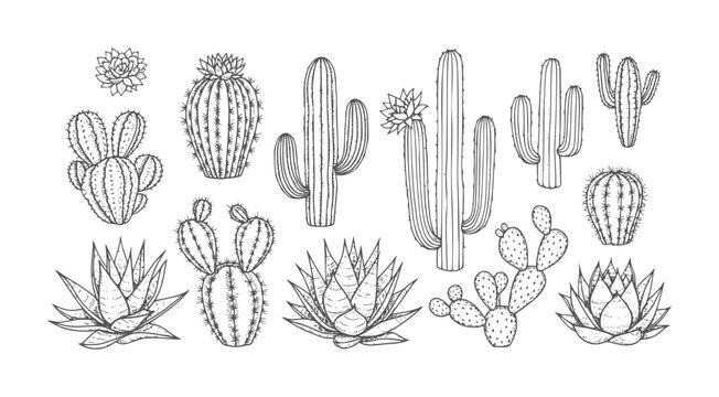 Hand Drawn Collection of Various Desert Cacti and Succulents cactus plant botanical