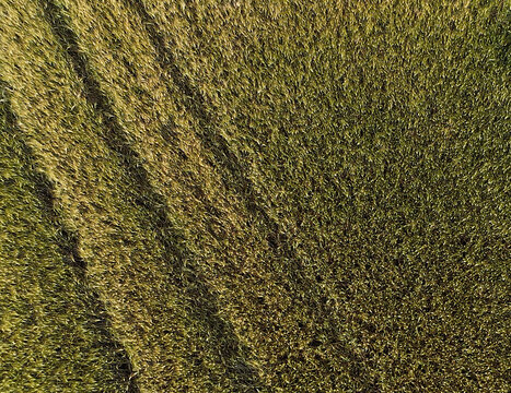 Campo di grano visto dall'alto con spighe verdi e giallastre illuminate dal sole, in una texture naturale ricca di dettagli