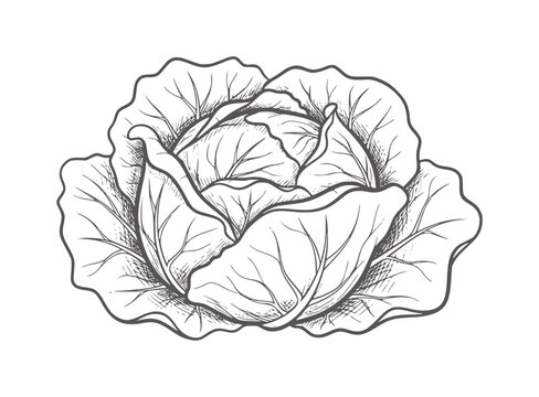 Of a whole green cabbage with visible leaf texture vegetable food healthy