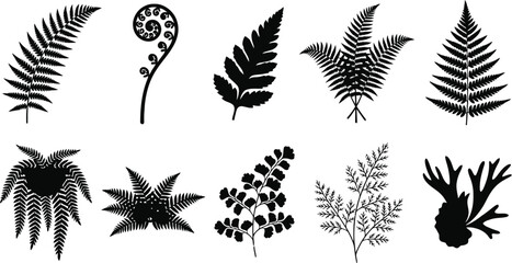 Obraz premium A collection of various tropical fern leaf silhouettes arranged on a clean white background for design usage.