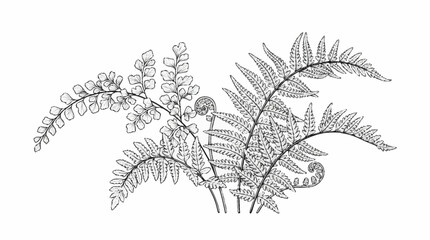 Detailed illustration of a delicate fern plant with unfurling fronds. © azka