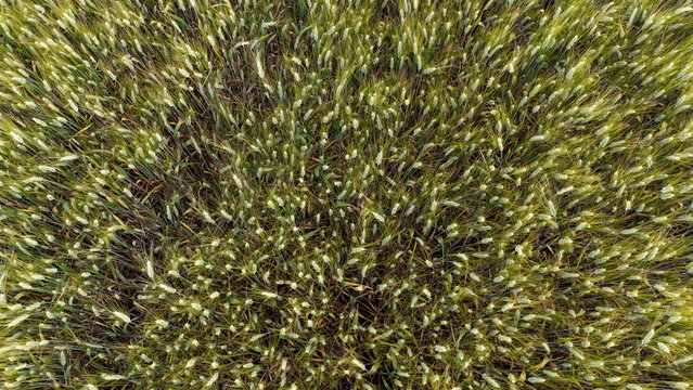 Campo di grano visto dall'alto con spighe verdi e giallastre illuminate dal sole, in una texture naturale ricca di dettagli