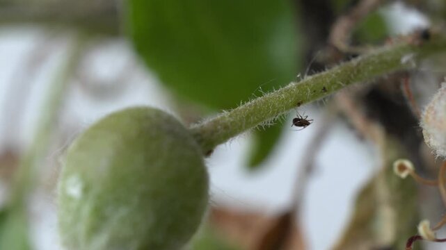 Macro Pan of Aphids on Apple Fruit - 4K Wildlife Slow Motion Shot
