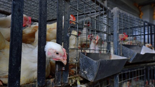 Close view of white hen behind black metal bars at poultry market. Shallow depth of field with pink comb, feeder tray and adjacent cages.