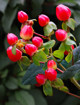 Red St John's wort buds close up named hypericum clycinum or Rose of Sharon