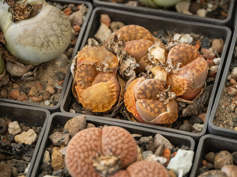 Macro close up of tiny flowers blooming on a lithops living stones cactus.