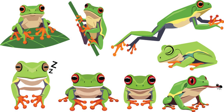 Red Eyed Tree Frog Vector Icon Set with Green Amphibians Jumping Sleeping Sitting on Leaves and Eating Insects