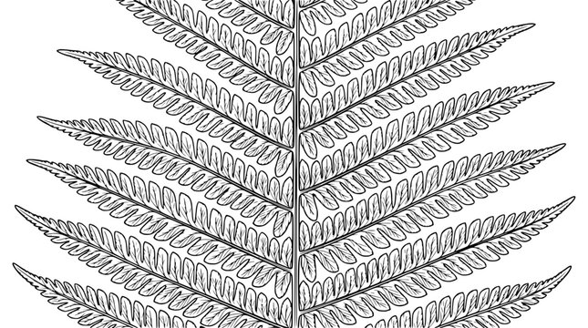 Detailed Black and White Fern Leaf Illustration, Botanical Line Art, Isolated