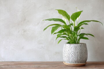 Fototapeta premium Potted peace lily plant with green leaves against a textured wall