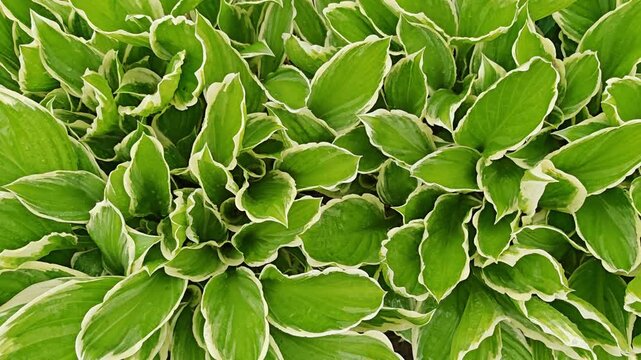 Variegated leaves of a perennial hosta forming a lush garden pattern, green foliage, botanical texture, ornamental plant.