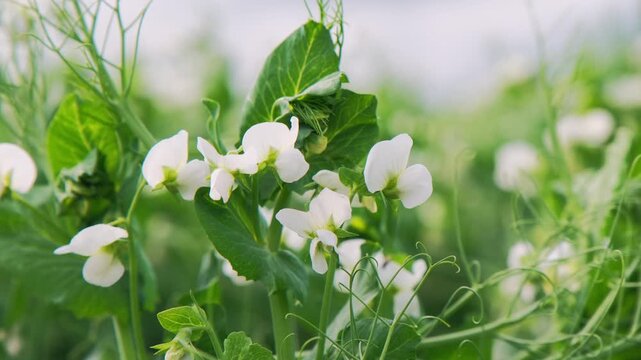 Verdant peas in bloom, Tranquil agricultural landscape featuring flourishing pea plants and vibrant natural surroundings