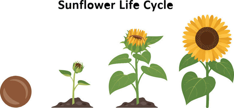 Sunflower life cycle from seed to blooming flower stages educational plant growth sequence transparent background.