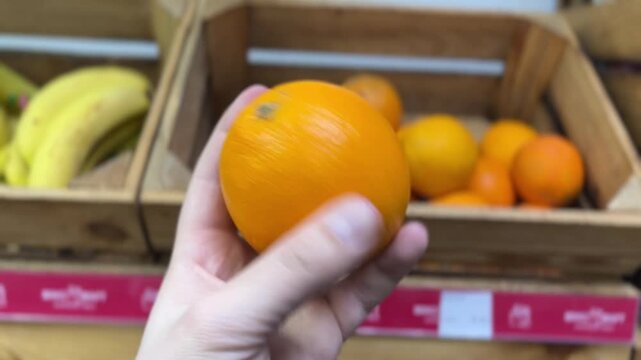 Produce Market Cinematic - Comparing Oranges in Crate, Hand Interaction POV