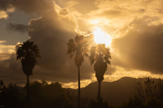 silhouette of palm trees against dramatic sunset clouds