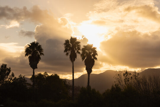 silhouette of palm trees against dramatic sunset clouds